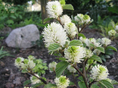 Fothergilla_gardenii_1024x768.jpg
