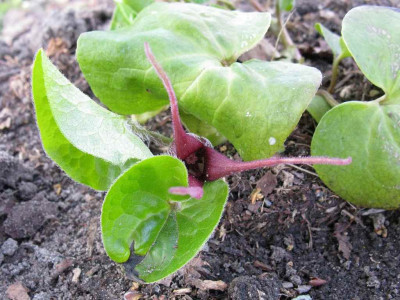 Asarum_canadense_1024x768.jpg