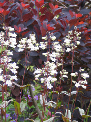 Penstemon_Cotinus.jpg