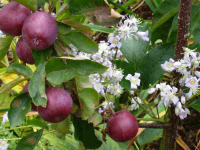 Malus-Maypole.11-1.jpg