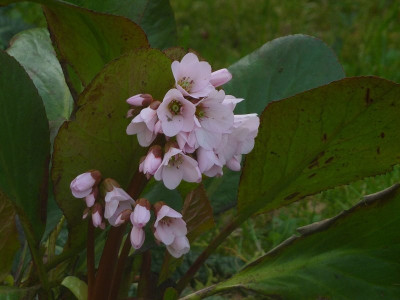 Bergenia_Biedermeier_2013_2.jpg