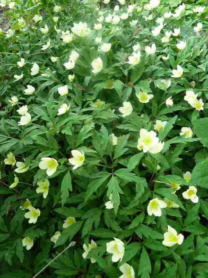 Anemone_x_lipsiensis_P10605381.jpg