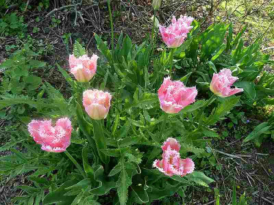 Tulipa_Fancy_Frills_P10605321.jpg
