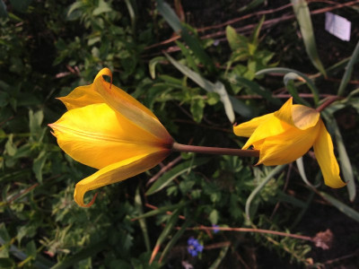 tulipa-sylvestris_20130503_zg.jpg
