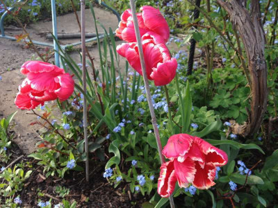 tulipa-audreyII_20130503_zg.jpg