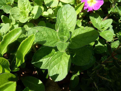 Majoran_P10605451.jpg