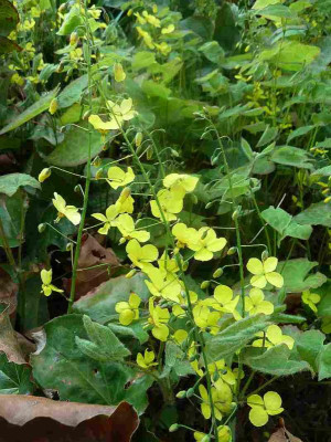 Epimedium_x_perralchicum_Frohnleiten__P10605371.jpg