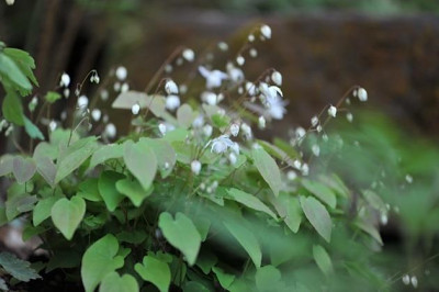 Epimedium_x_youngianum_niveum_Mai.jpg