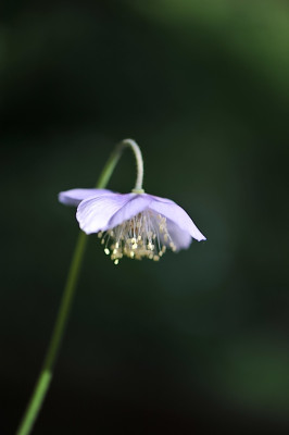 Meconopsis_quintuplinervia_Mai.jpg