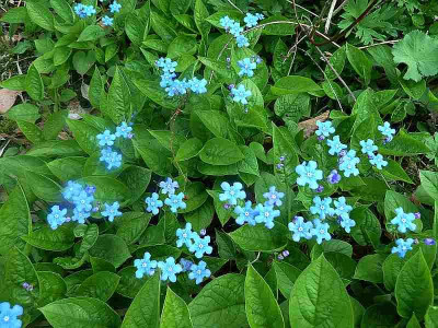 Omphalodes_verna_P10605441.jpg