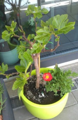 feige_mohn_small.JPG