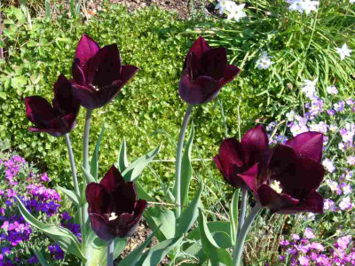 Tulpe-Havran.11-1.jpg