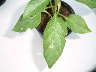 Web_SIMG0007.jpg