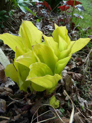 Hosta_Fruit_Punch__P10605271.jpg