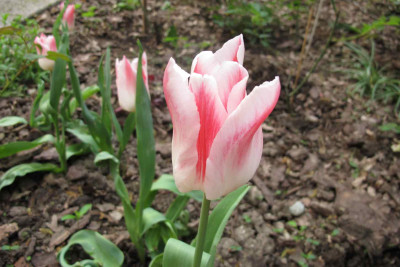 TulpeHolland-Chic.jpg