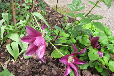 tulpe-purpledream.jpg