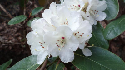2013-05-06-0626R.campanulatum_Waxen_Bell.jpg