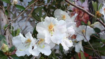 2013-05-06-0631R._scopulorum_Kw_6354.jpg