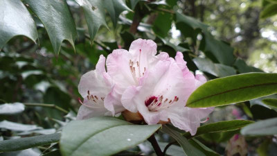 2013-05-06-0639R._adenosum_R.18228_pink.jpg
