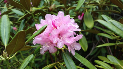 2013-05-06-0650R.degronianum_ssp.heptamerum_var._heptamerum_Baravella_sel..jpg