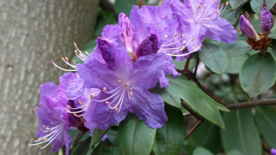 2013-05-06-0665R._davidsonianum_Lucky_Hit_blue_lavender.jpg