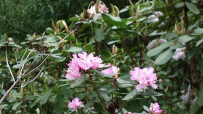 2013-05-06-0666R._racemosum_rose_dark_edge.jpg