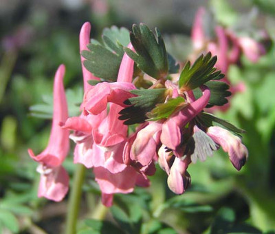 corydalis_solida.jpg