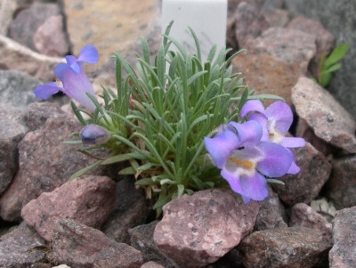comp_Penstemon_acaulis_06.05.13.jpg