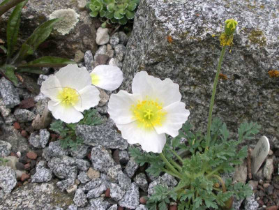 comp_Papaver_alpinum_ssp._ernesti-mayeri_06.05.13.jpg