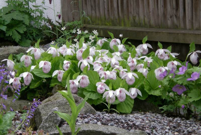 comp_Cypripedium_formosanum_06.05.13.jpg