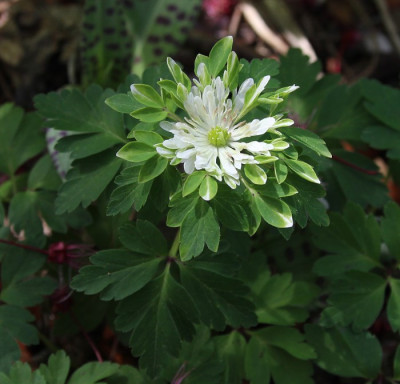 IMG_1880_Anemone_nemorosa_Sorte.JPG