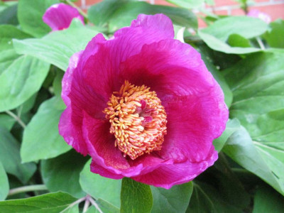 Paeonia_daurica_1024x768.jpg