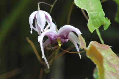 2013-05-04_Epimedium_acuminatum_x_leptorrhizum.jpg