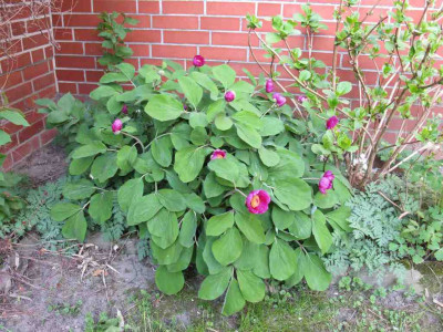 Paeonia_daurica_ganz_1024x768.jpg
