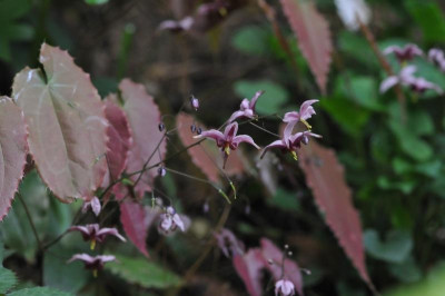 2013-05-04_Epimedium_Samling_1.jpg