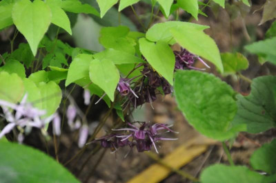 2013-05-06_Epimedium_Purple_Prince.jpg