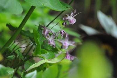 2013-05-06_Epimedium_Lilafee.jpg