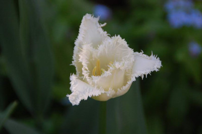 swan_wings_DSC_1983.JPG