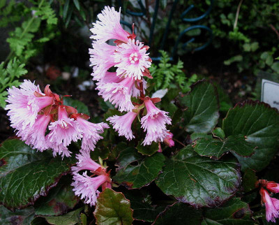 Shortia_soldanelloides_var._ilicifolia__..._6.5.13._031.jpg