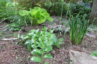 GP_Hosta_Praying_Hands_und_Eye_Catcher_2013-05-05.jpg