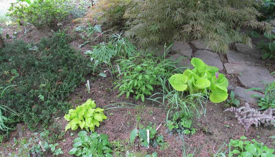 GP_Hosta_Cracker_Crumbs_2013-05-06.jpg
