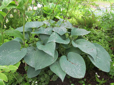 GP_Hosta_Halcyon_2013-05-06.jpg
