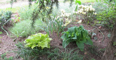 GP_Hosta_Blue_Cadet_rechts_Hosta_Cracker_Crumbs_links_2013-05-05.jpg