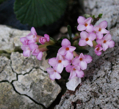 Daphne_petraea__...___6.5.13._021.jpg