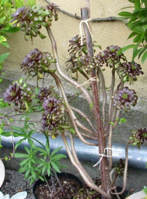 aeonium-arboreum-ax.jpg