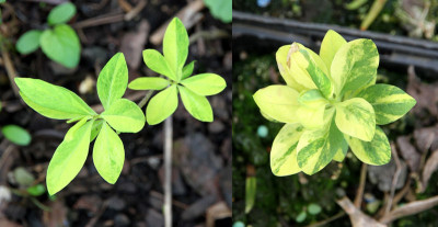 daphne_mezereum_panasch.jpg