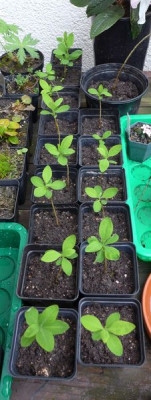 Daphne_mezereum_Ernte_2013_fars_2013.jpg