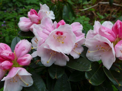 Rhododendron_pachysanthum_fars_2013.jpg