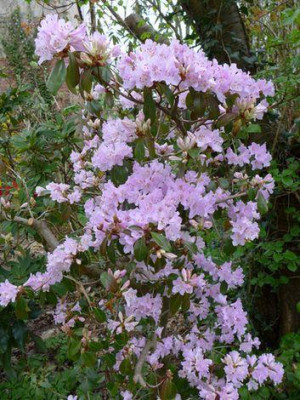 Rhododendron_davidsonianum_1_fars_2013.jpg