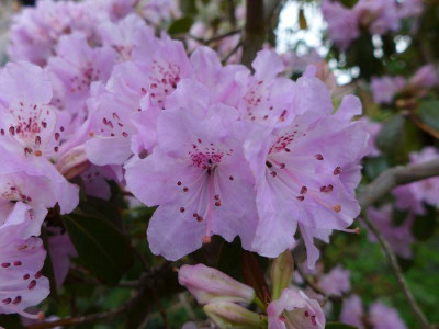 Rhododendron_davidsonianum_2_fars_2013.jpg